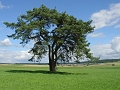 Kiefer im Altsteusslinger Ried